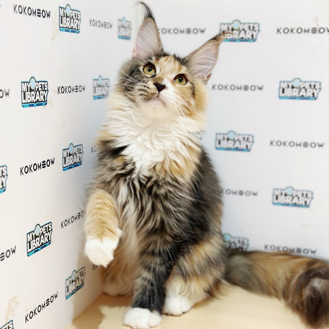 Maine Coon Kitten