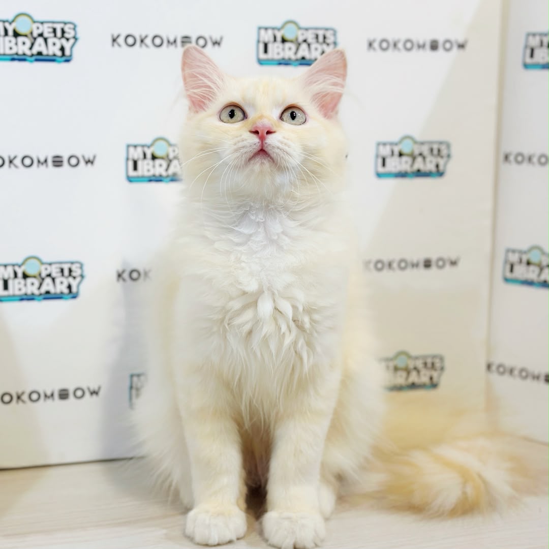 Maine Coon Persian Kitten