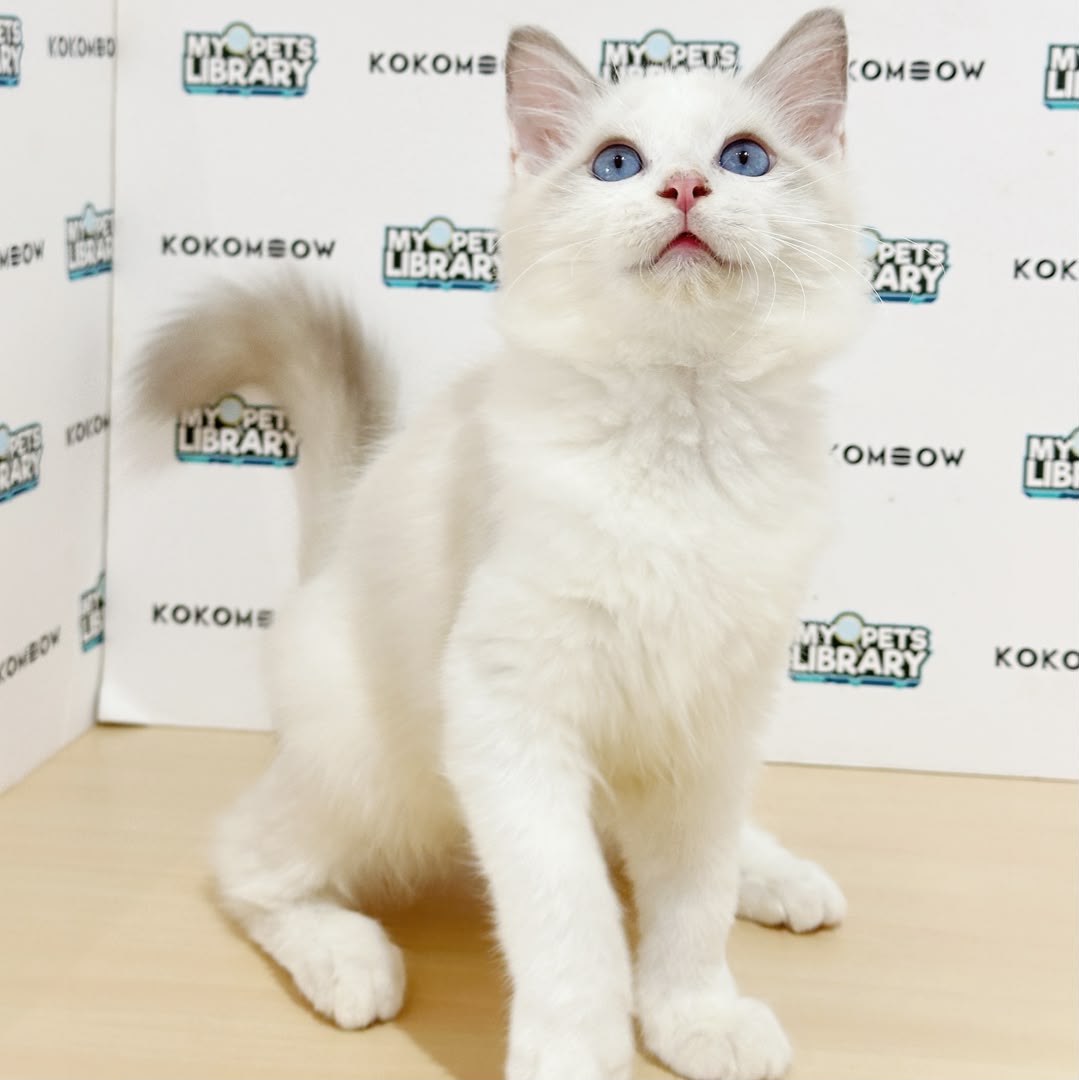 Ragdoll Kitten