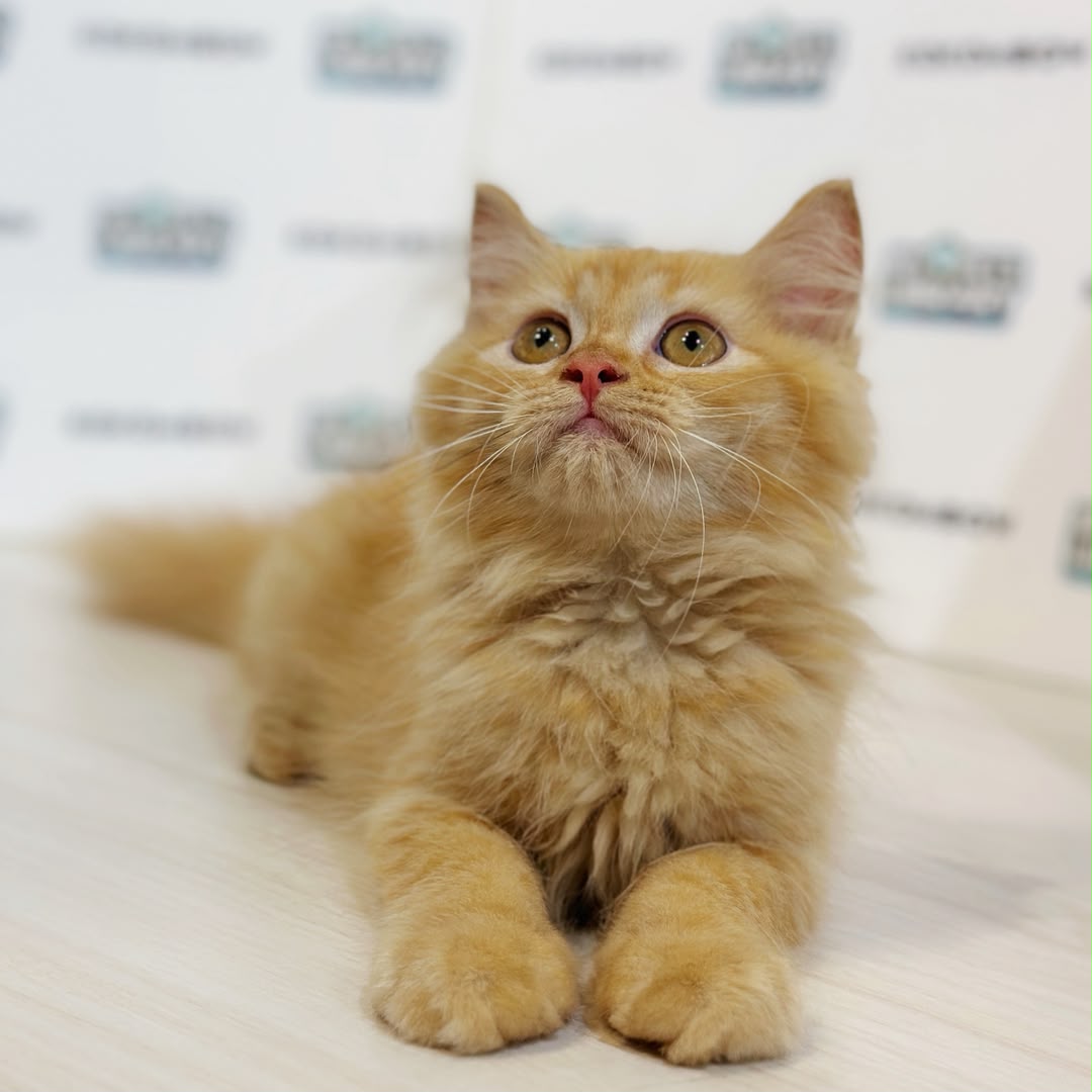Turkish Angora Persian Kitten