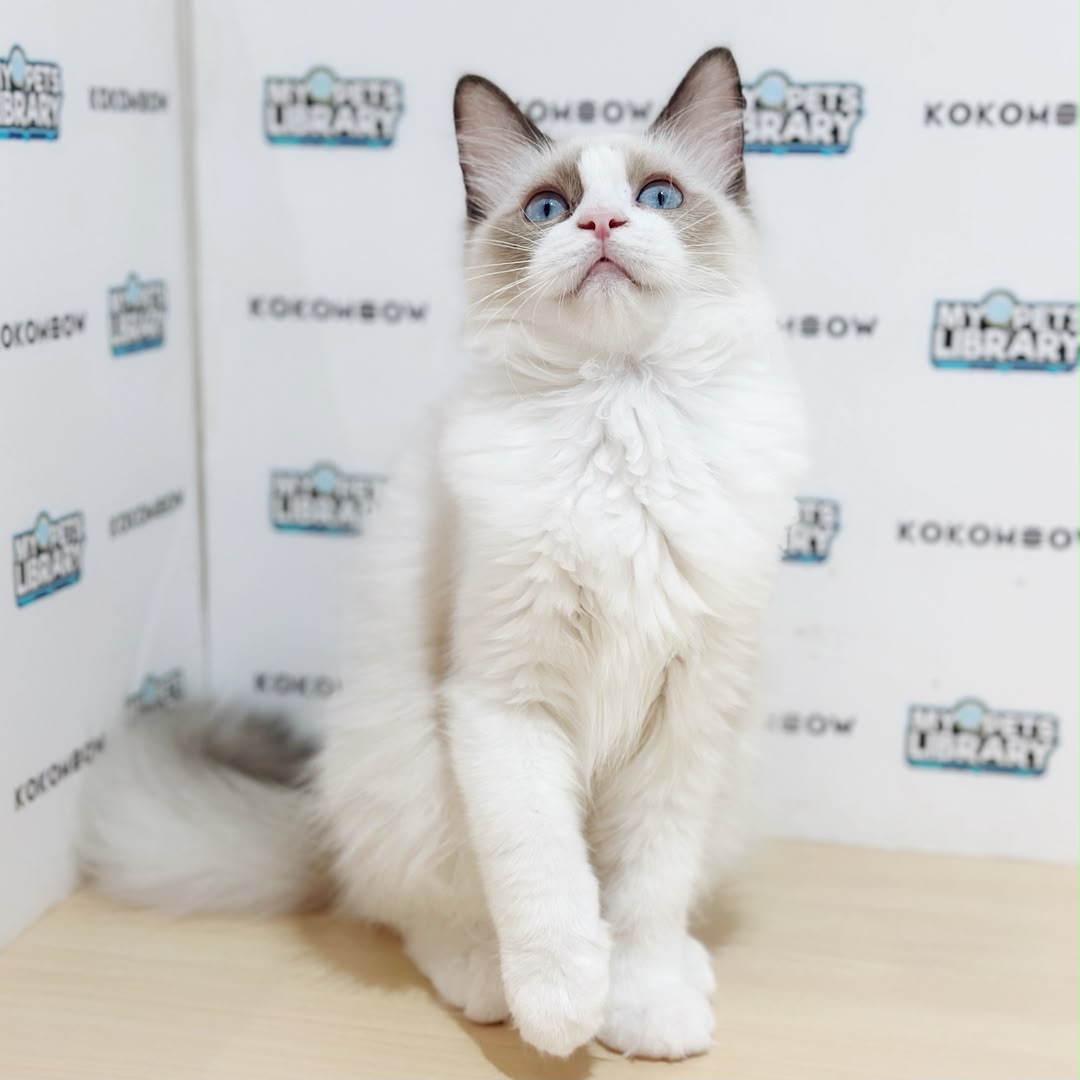 Ragdoll Kitten