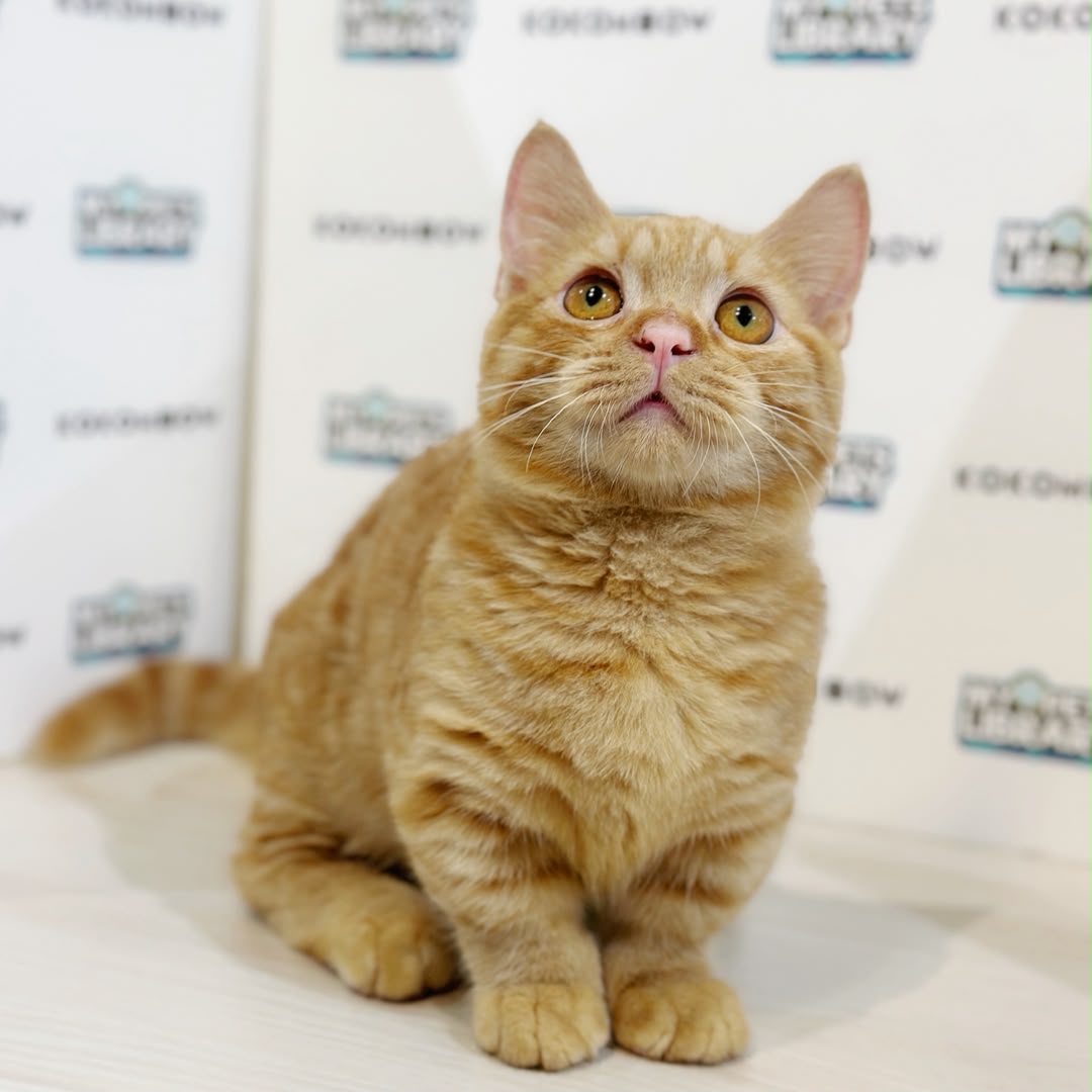 Super Short Munchkin British Shorthair Kitten