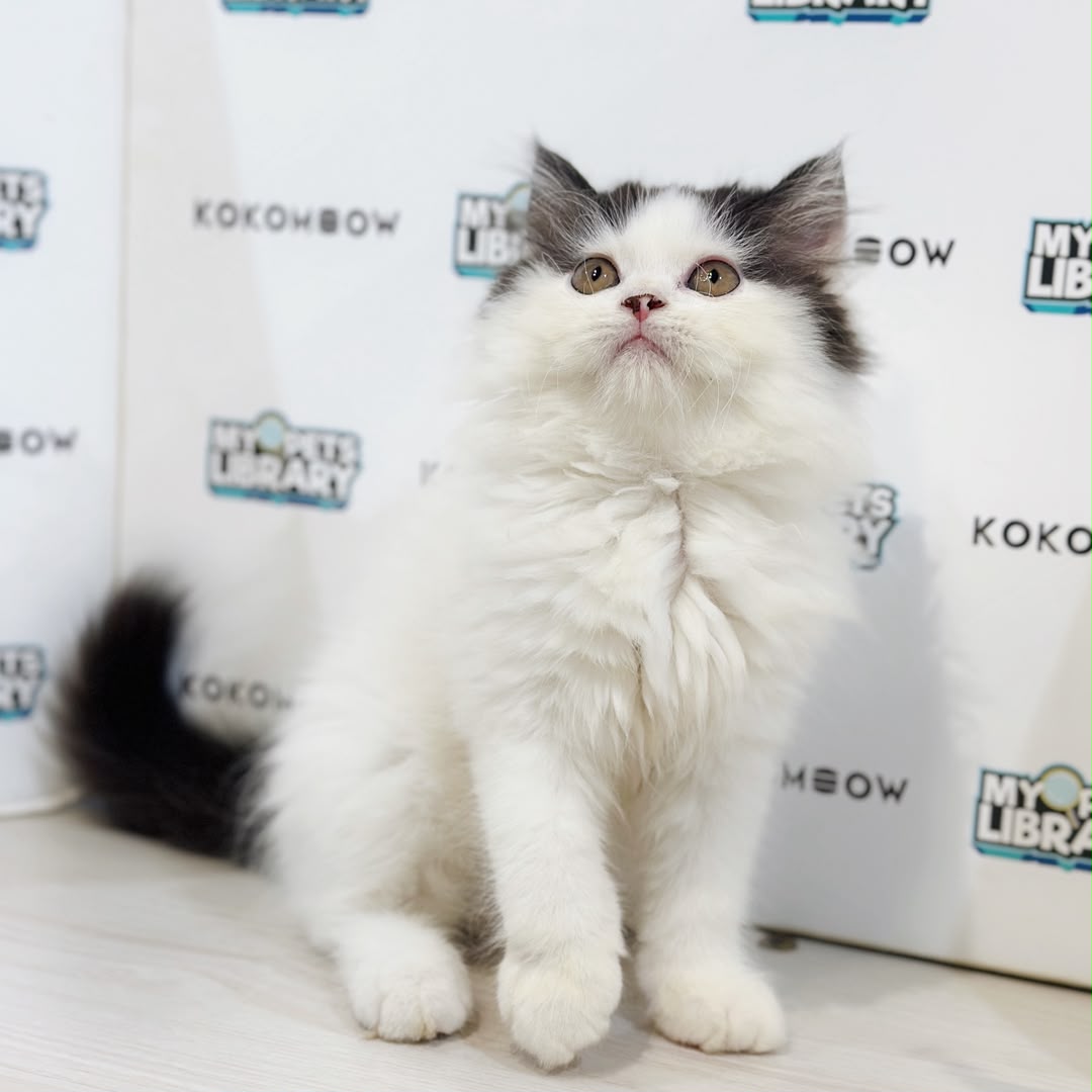 Persian Kitten