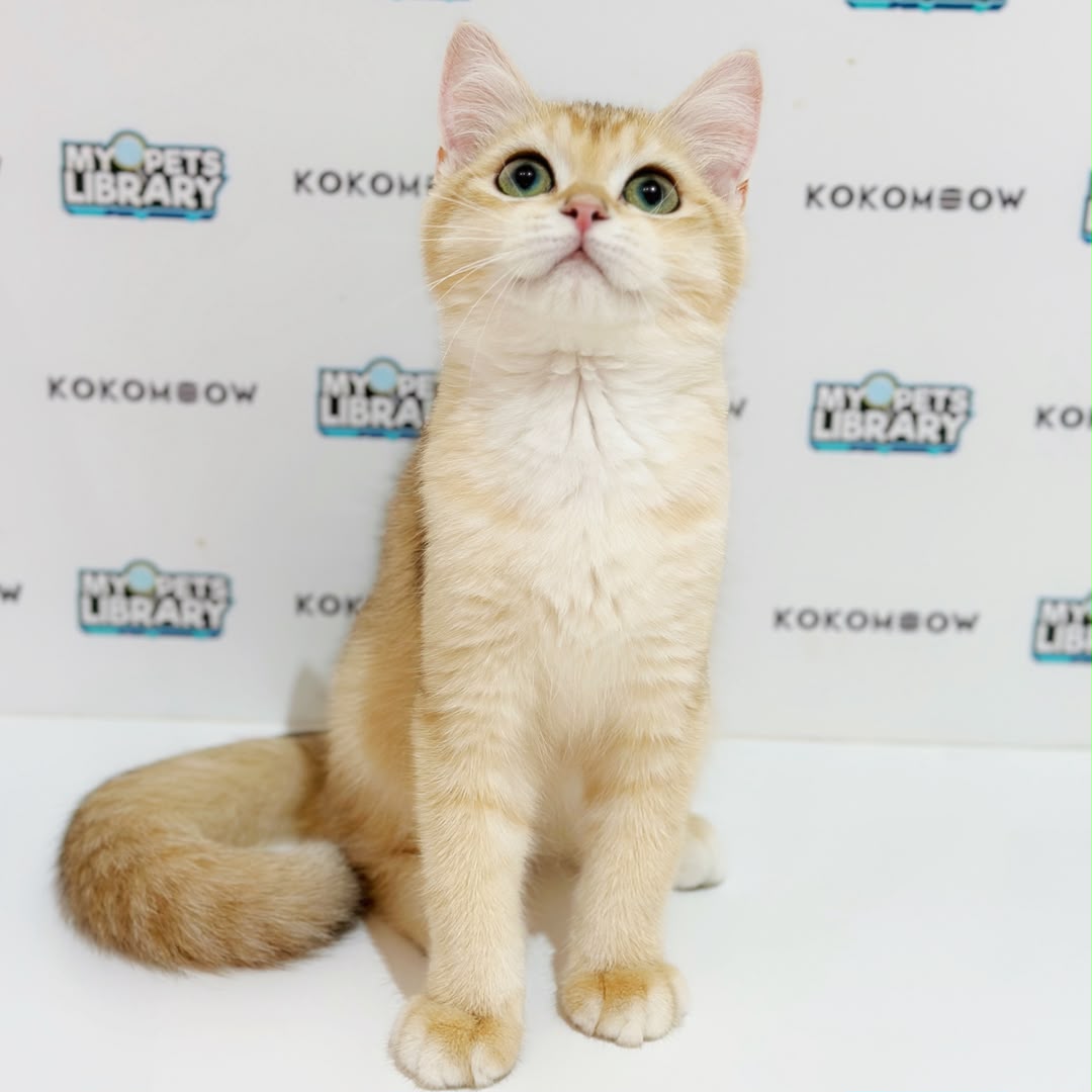 British Shorthair Kitten