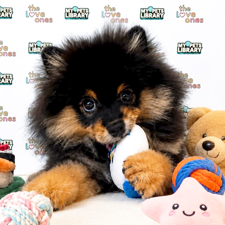 Pomeranian Puppy