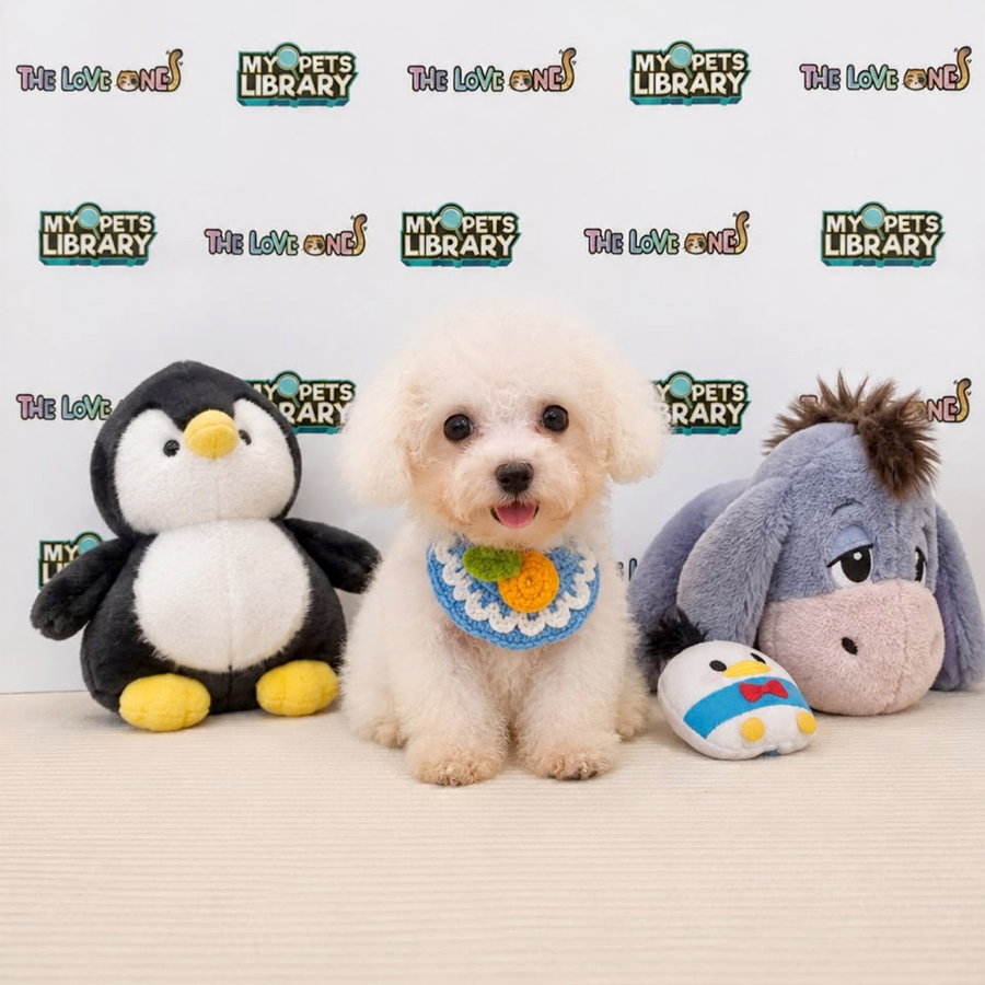 Poochon Puppy