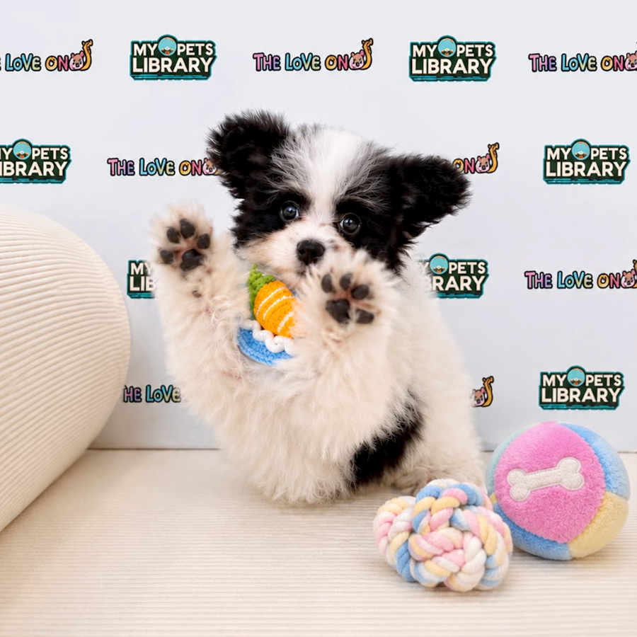 Maltipoo Puppy