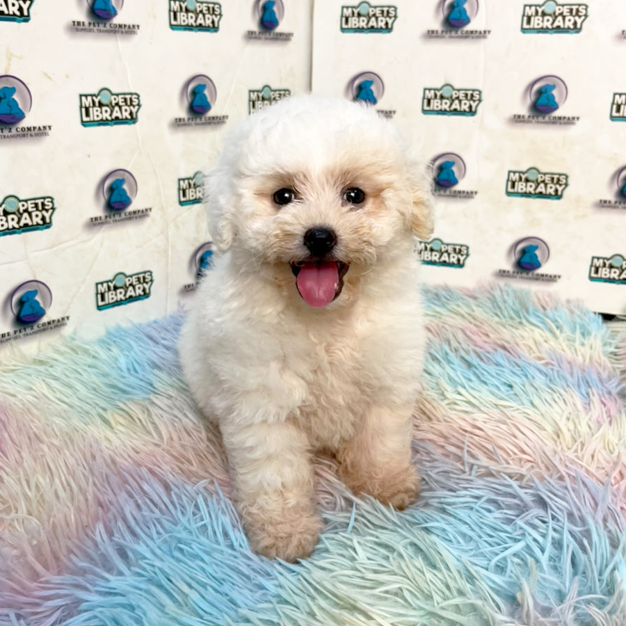Maltipoo Puppy