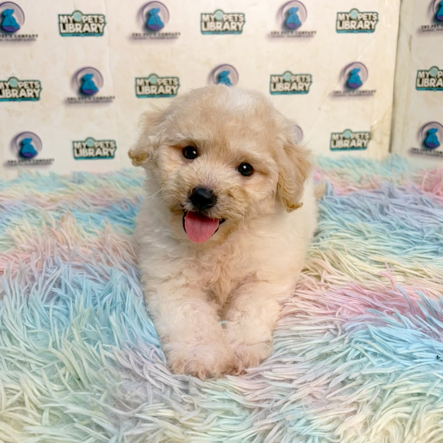Maltipoo Puppy