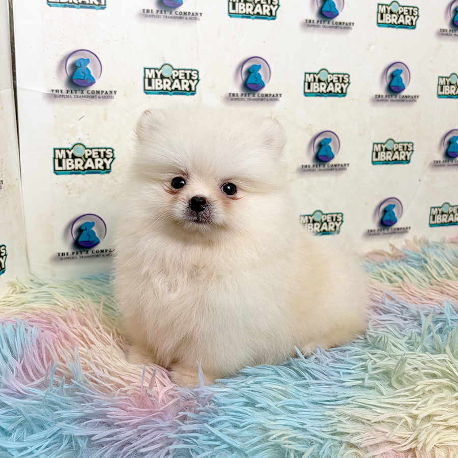 Pomeranian Puppy