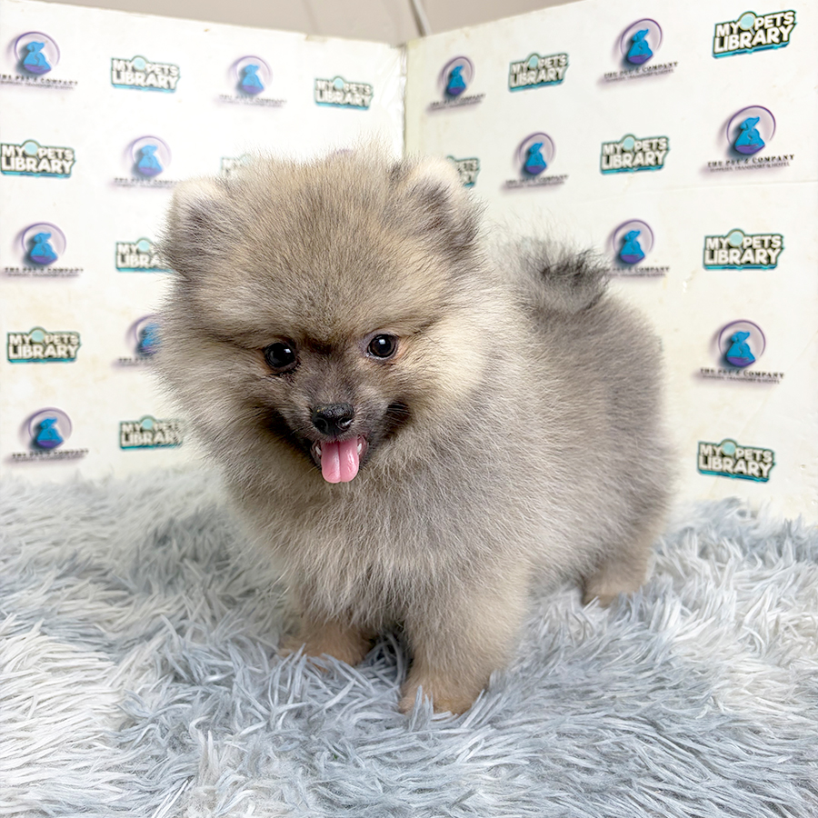 Pomeranian Puppy