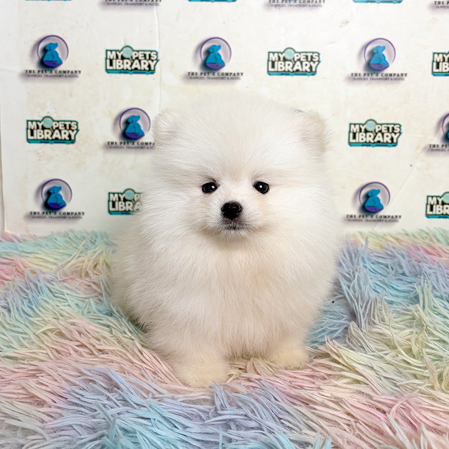 Pomeranian Puppy