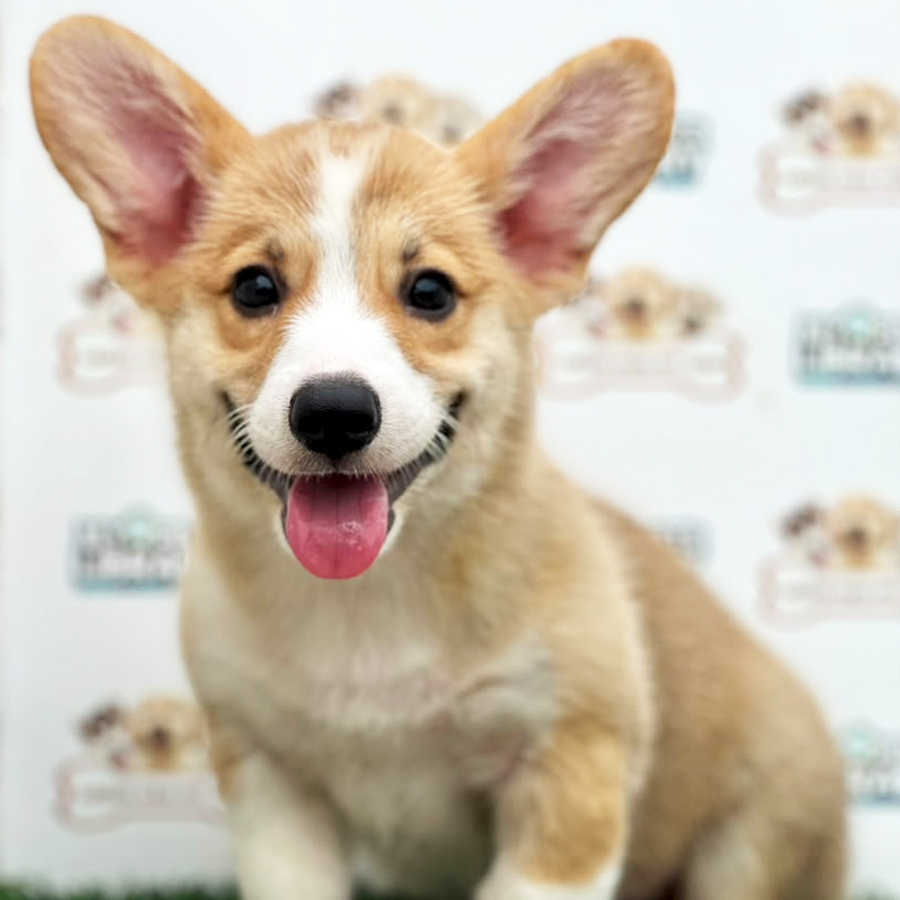 Welsh Corgi Puppy