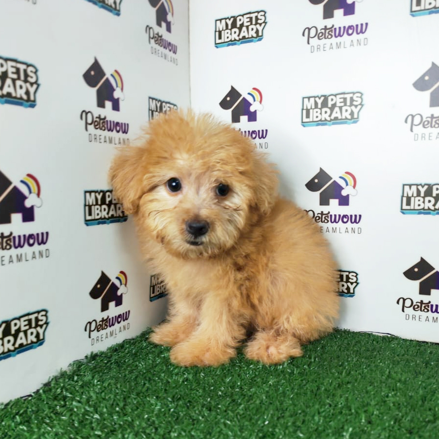Toy Poodle Puppy