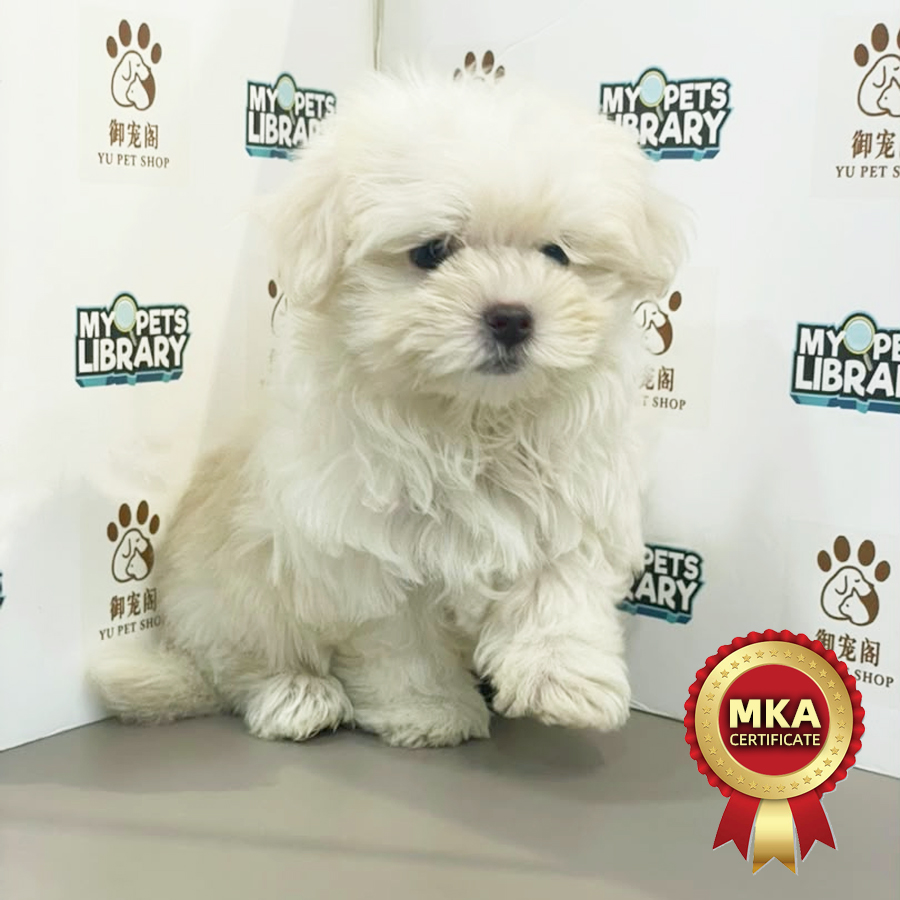 MKA Maltese Puppy