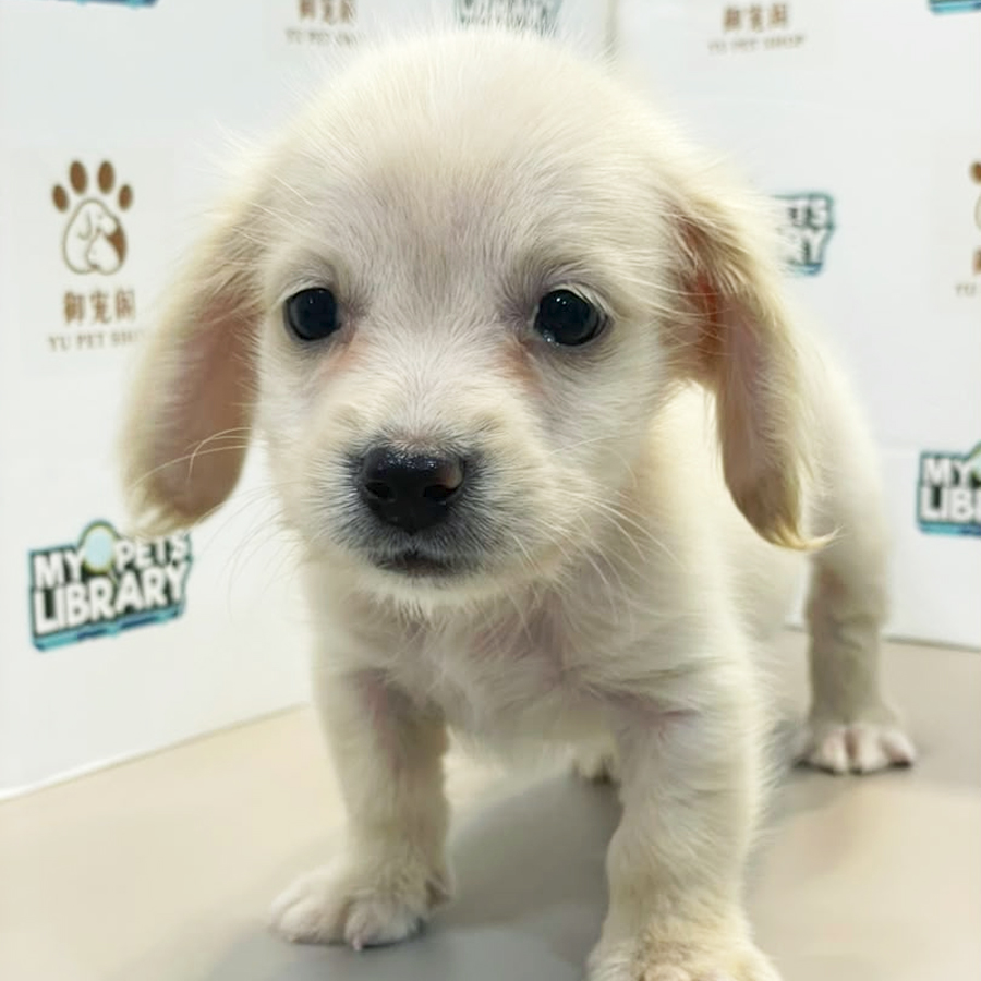 Dachshund Puppy