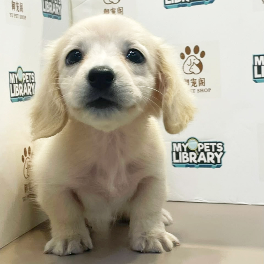 Dachshund Puppy