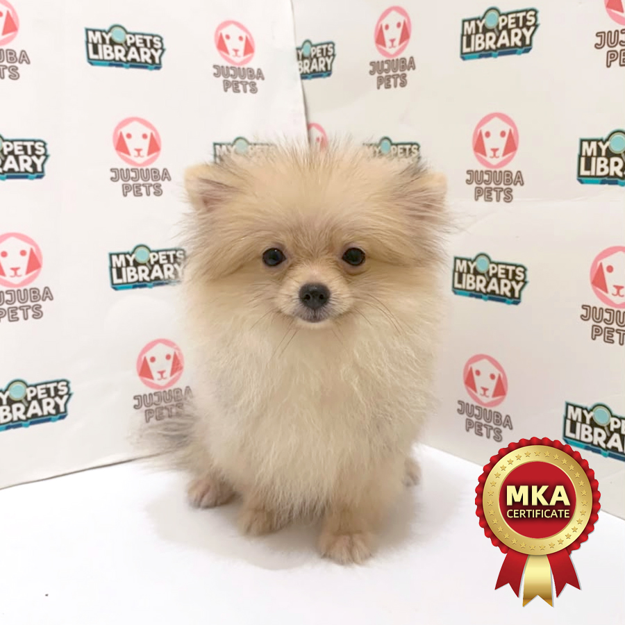 MKA Pomeranian Puppy