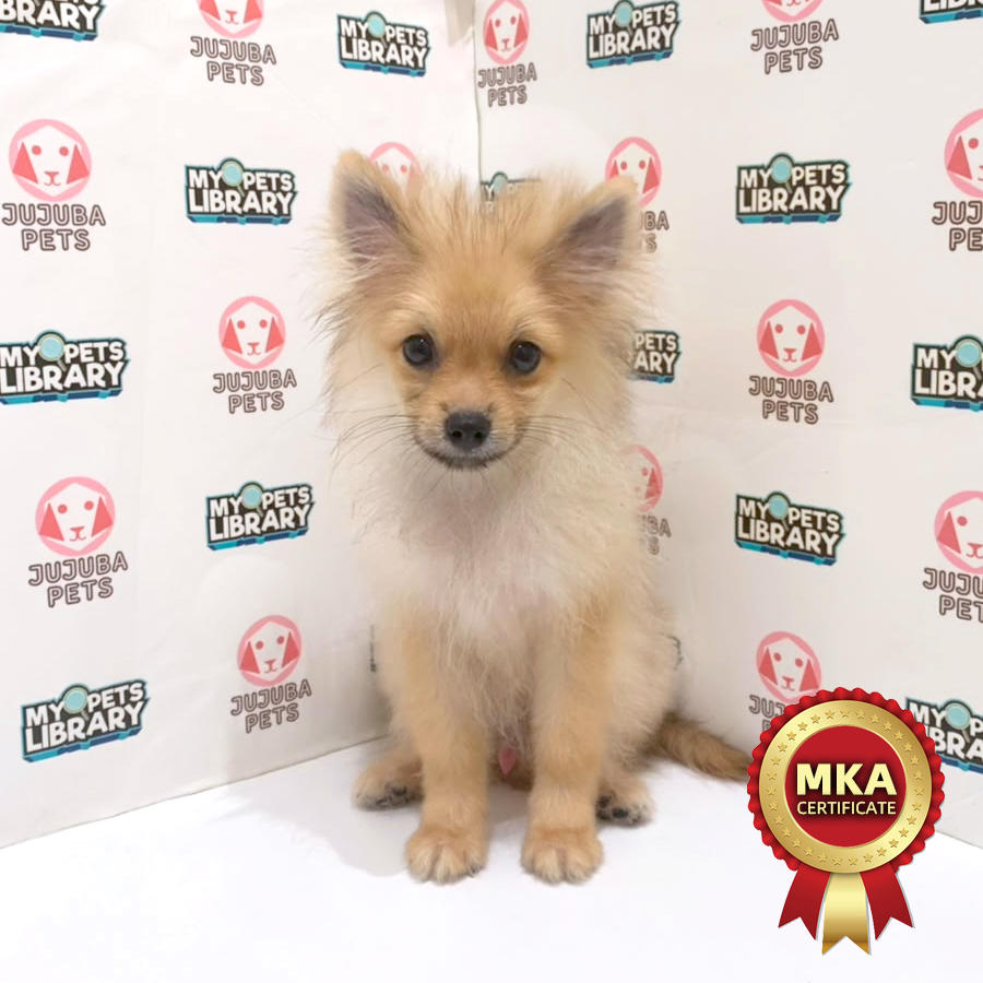 MKA Pomeranian Puppy