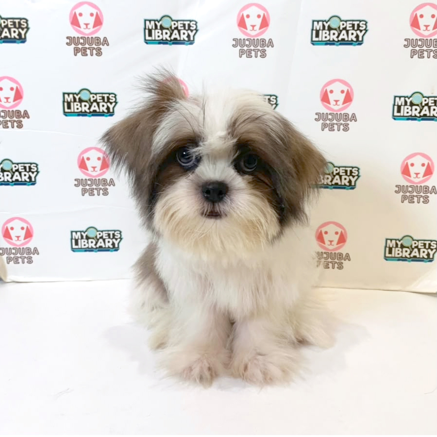 Shih Tzu Puppy