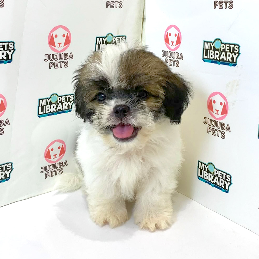Shih Tzu Puppy