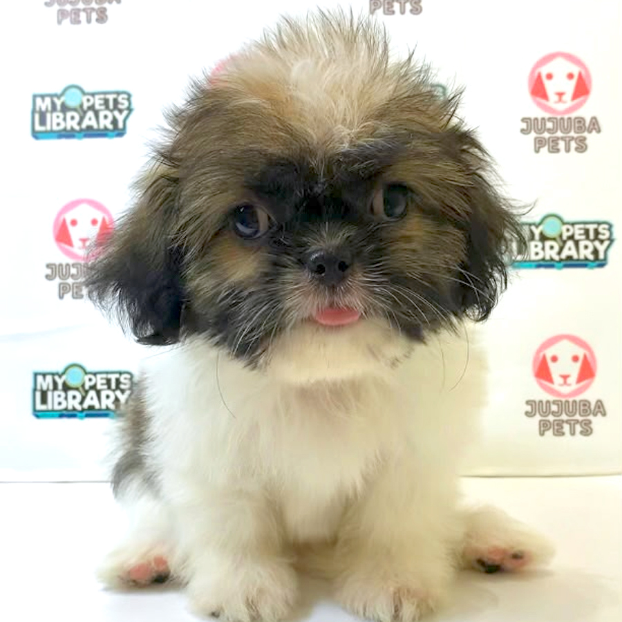 Shih Tzu Puppy