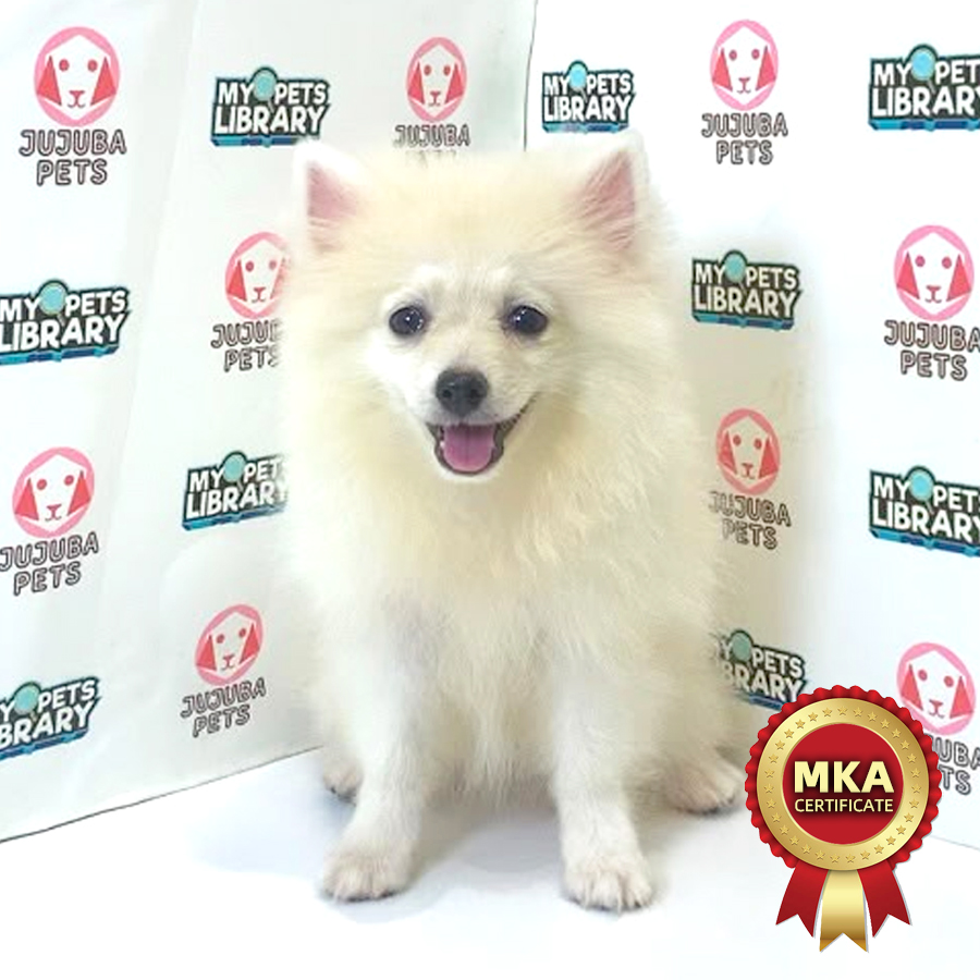 MKA Pomeranian Puppy
