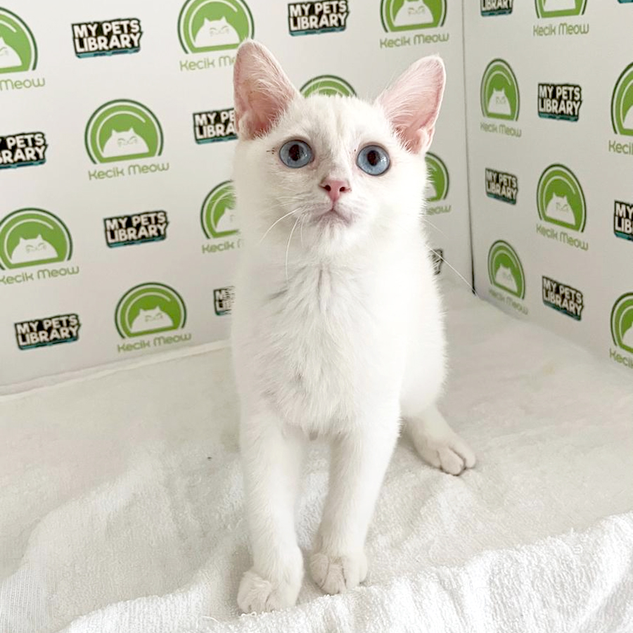 British Shorthair Kitten