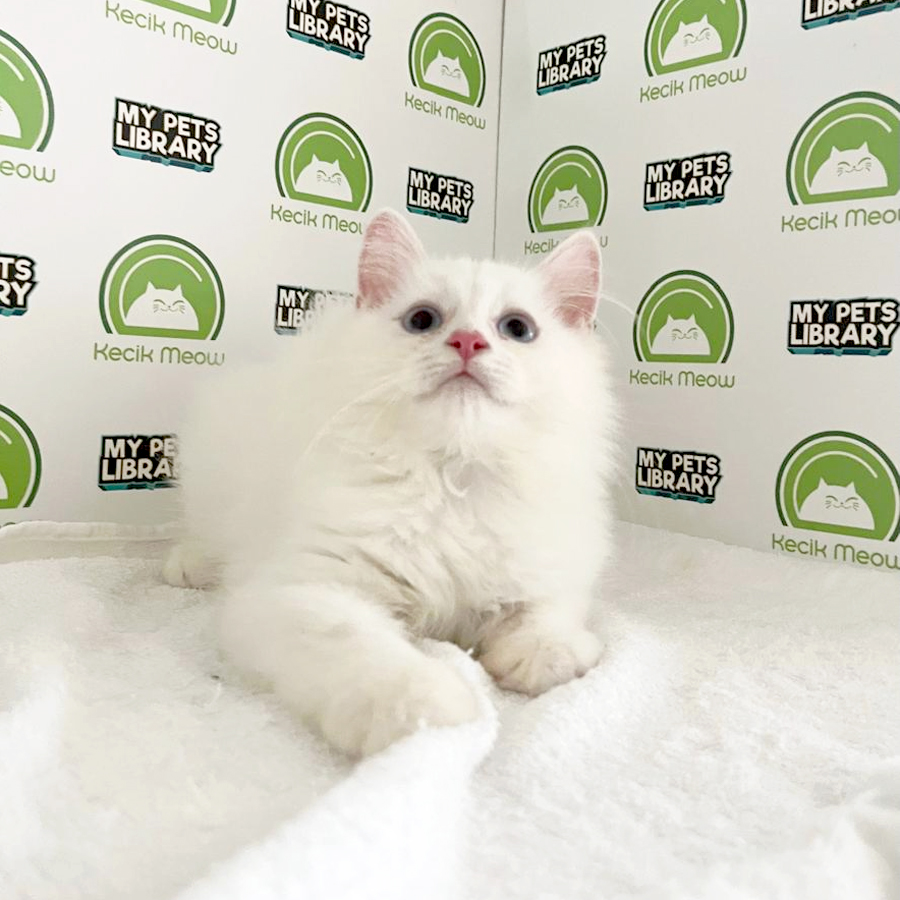 British Shorthair Kitten