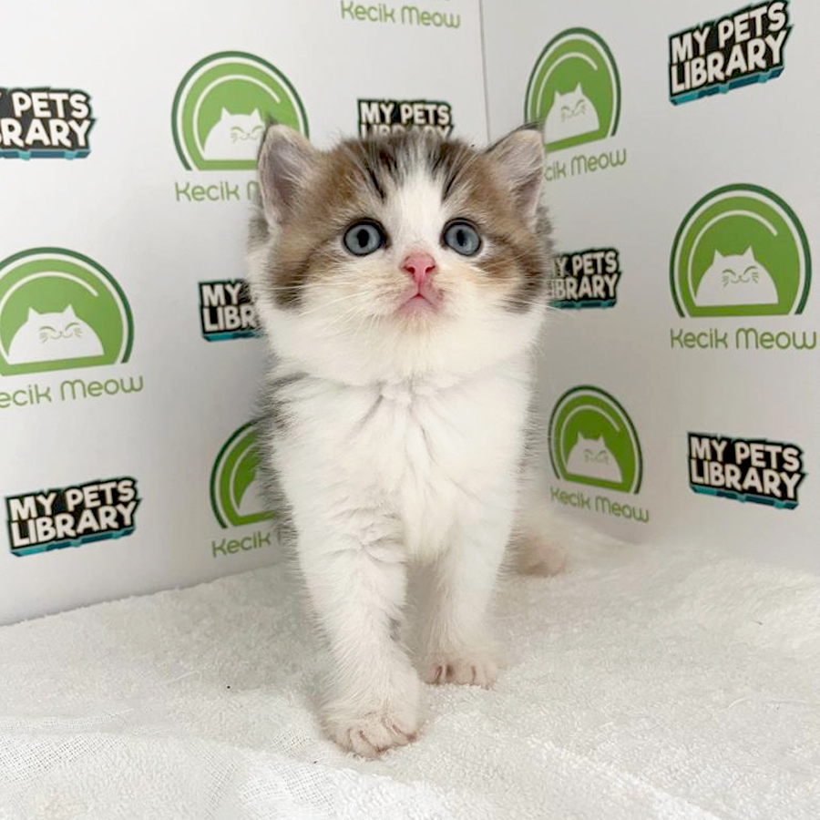 British Shorthair Kitten