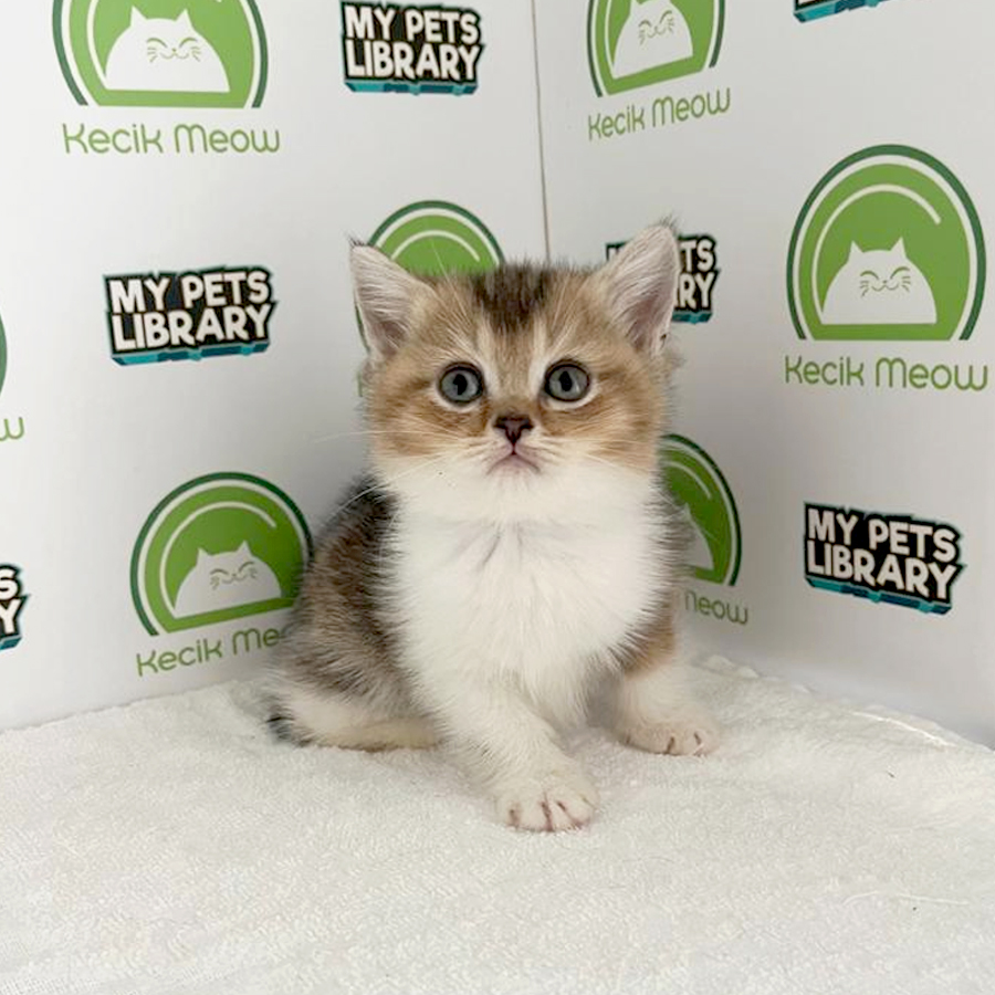 British Shorthair Kitten