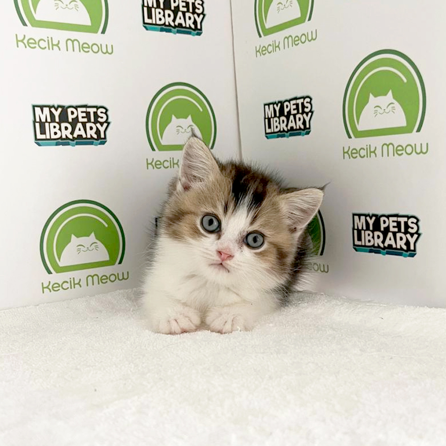 British Shorthair Kitten