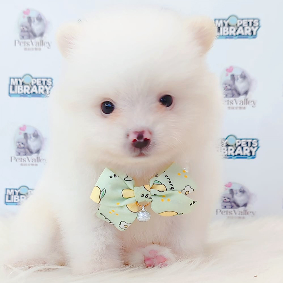 Pomeranian Puppy
