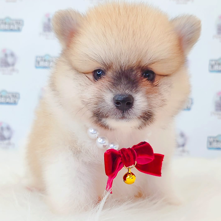 Pomeranian Puppy