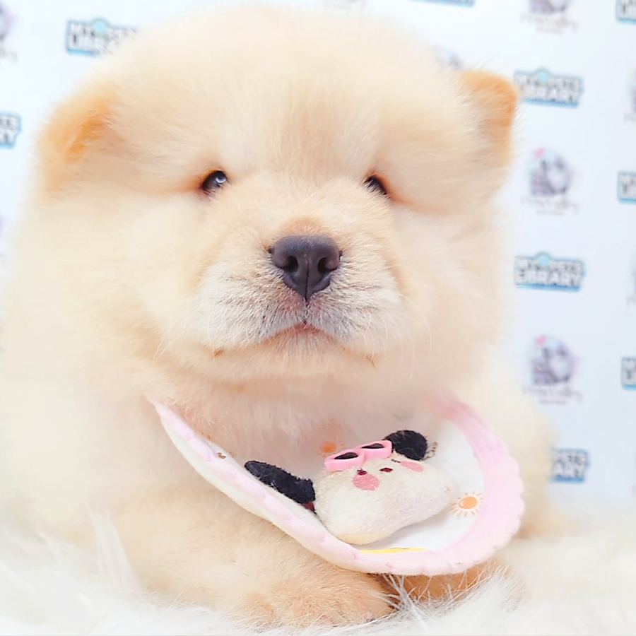 Chow Chow Puppy
