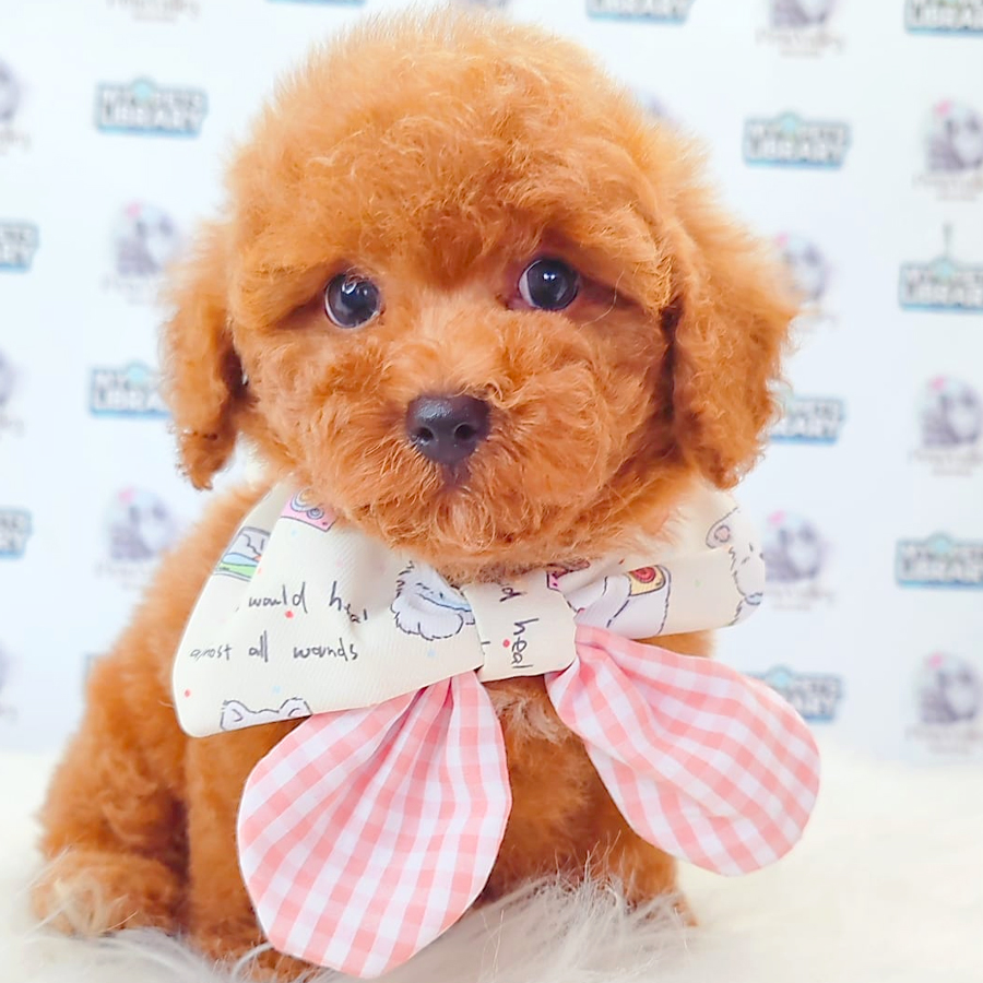 Toy Poodle Puppy
