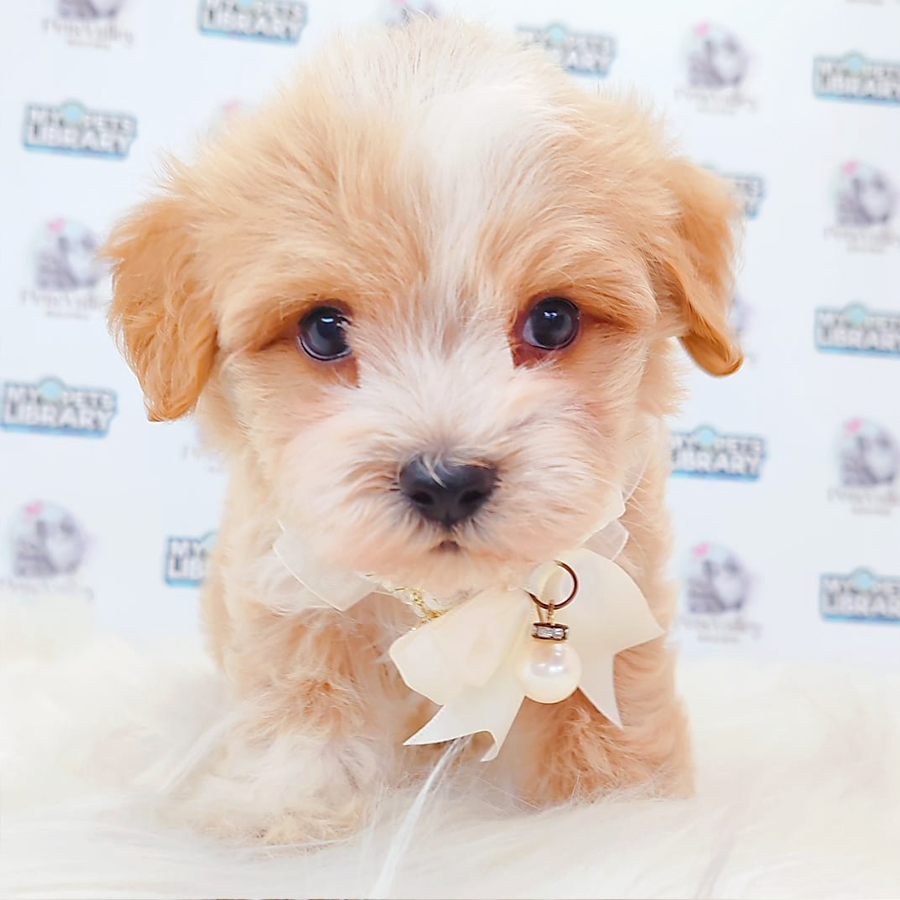 Maltipoo Puppy