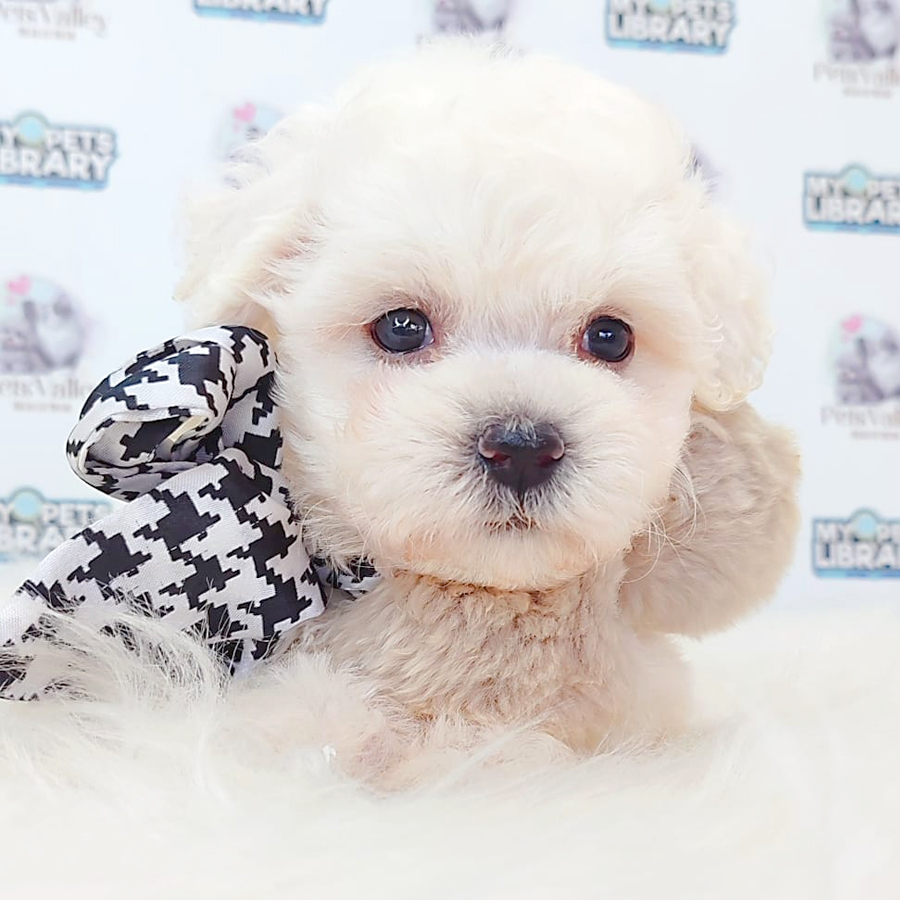 Bichon Frise Puppy