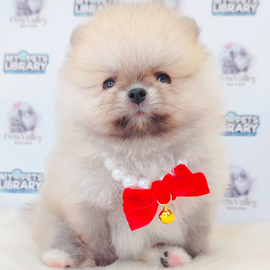 Pomeranian Puppy