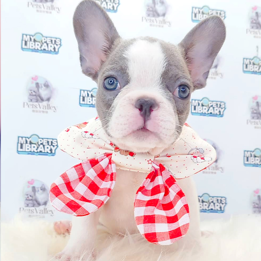 French Bulldog Puppy