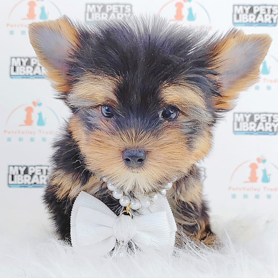 Yorkshire Terrier Puppy
