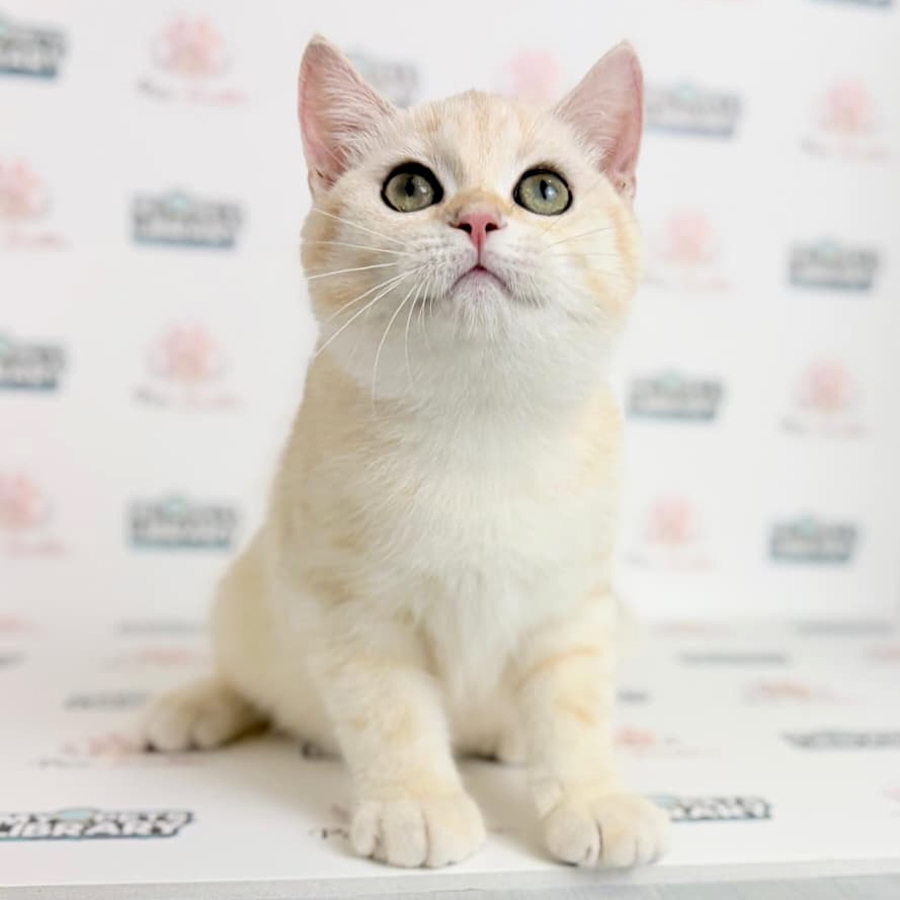 British Shorthair Kitten