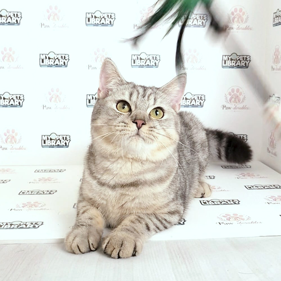 British Shorthair Kitten