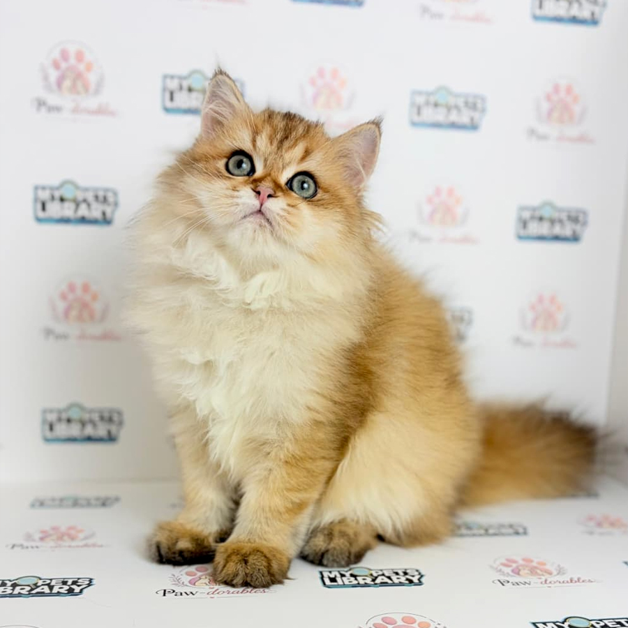 British Longhair Kitten