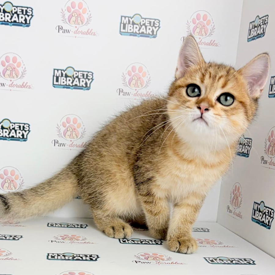British Shorthair Kitten