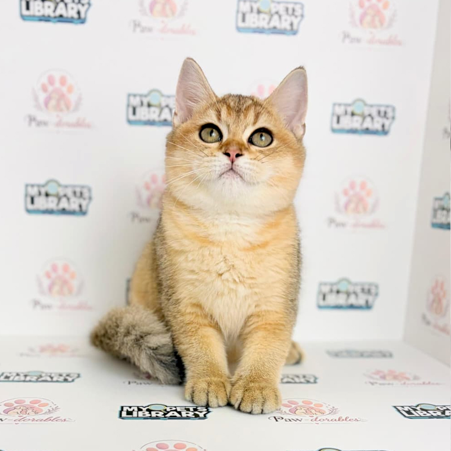 British Shorthair Kitten