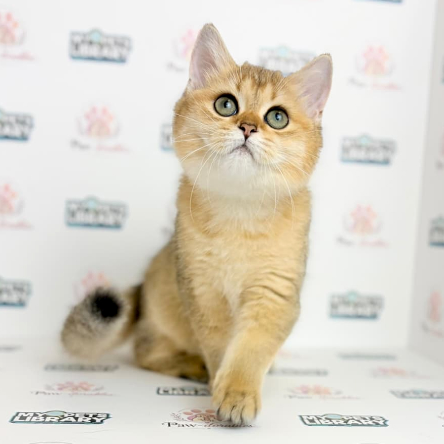 British Shorthair Kitten