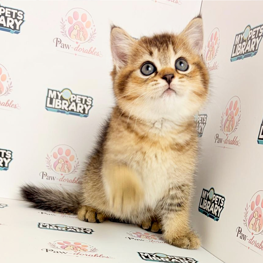 British Shorthair Kitten