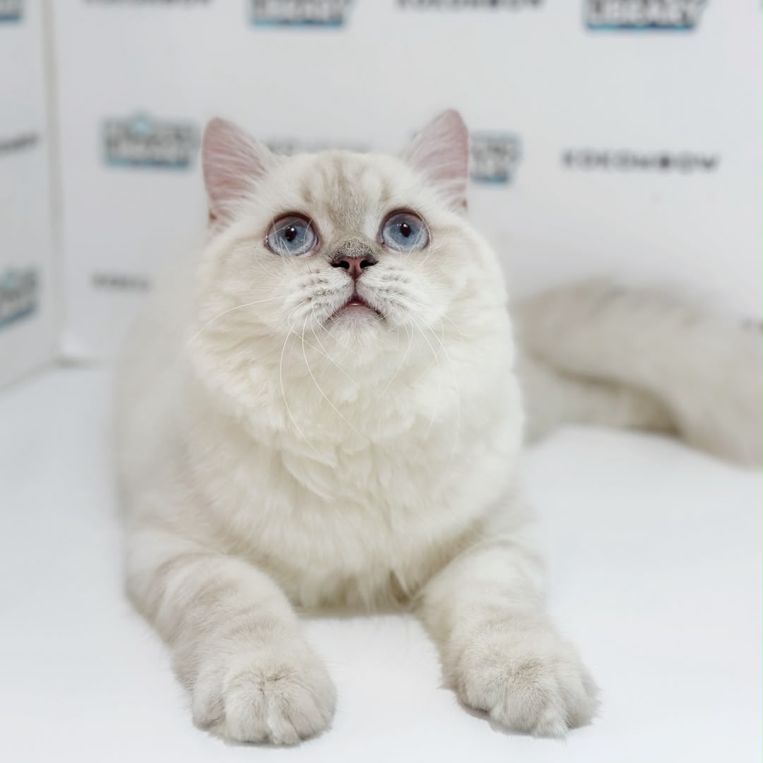 Himalayan Persian Kitten