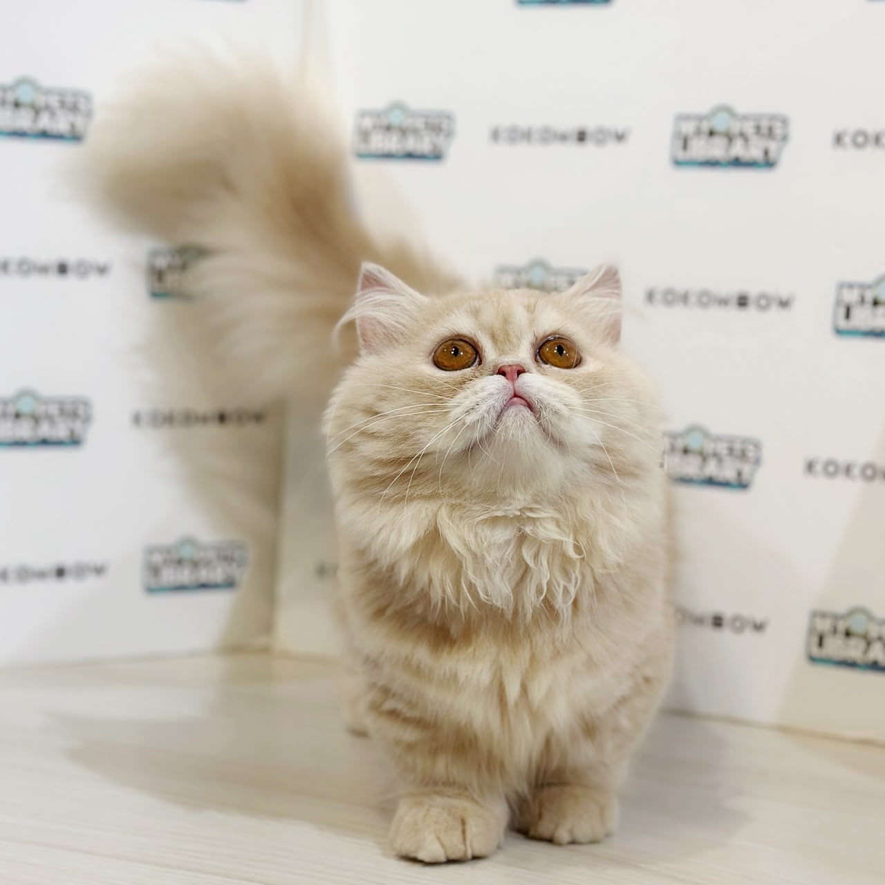 Super Short Minuet Napoleon Kitten